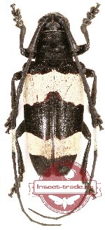 Cereopsius sp. 3