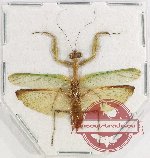 Mantidae sp. 27 (A-)