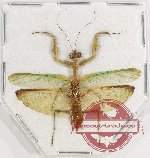 Mantidae sp. 27 (A2)