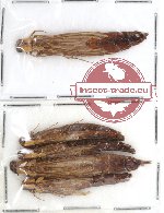 Lymexylonidae Scientific lot no. 2 (5 pcs)