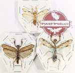 Mantidae sc. lot no. 16 (3 pcs)