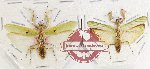 Mantidae sc. lot no. 17 (2 pcs)
