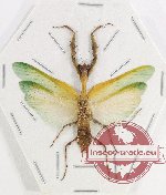 Mantidae sp. 33