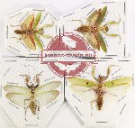 Mantidae sc. lot no. 15 (4 pcs)