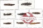 Lymexylonidae Scientific lot no. 3 (8 pcs)