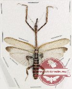 Ceratocrania sp. 1 (A-)
