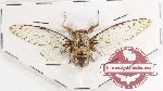 Cicadidae sp. 75