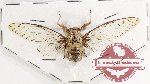 Cicadidae sp. 75 (A2)