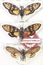 Cicadidae sc. lot no. 18 (3 pcs A-)