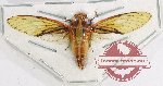 Cicadidae sp. 74 (A-)