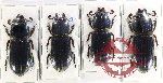 Scientific lot no. 151 Passalidae (4 pcs - 1 pc A2)