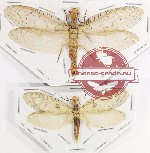 Scientific lot no. 5 Corydalidae (2 pcs - 1 pc A2)