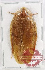 Blattodea sp. 46