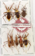 Scientific lot no. 1062 Heteroptera (8 pcs)