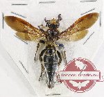 Scoliidae sp. 62