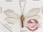 Neuroptera sp. 3 (A2)