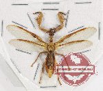 Mantispidae sp. 5