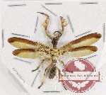 Mantispidae sp. 6 (A2)