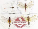 Scientific lot no. 15 Odonata (4 pcs)