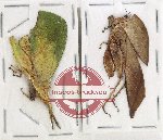 Scientific lot no. 38 Orthoptera (2 pcs)