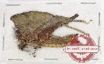 Scientific lot no. 39 Orthoptera (1 pc)