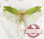 Tettigoniidae sp. 17