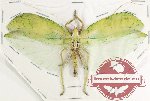Tettigoniidae sp. 15 (A-)