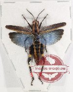 Acrididae sp. 23