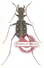 Calochroa flavomaculata (10 pcs)