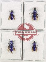 Scientific lot no. 25 Chrysididae (4 pcs)