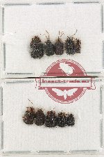 Scientific lot no. 480 Chrysomelidae (Hispinae) (10 pcs)