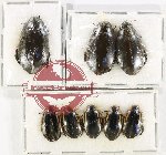 Scientific lot no. 108 Dytiscidae (8 pcs)