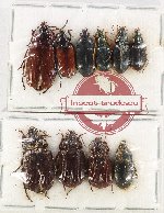 Scientific lot no. 672 Carabidae (10 pcs)