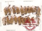 Prionoceridae Scientific lot no. 2 (20 pcs)