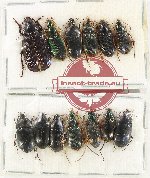 Scientific lot no. 669 Carabidae (13 pcs)