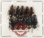 Scientific lot no. 673 Carabidae (10 pcs)