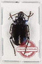 Lebiinae sp. 1B