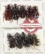 Scientific lot no. 670 Carabidae (10 pcs)