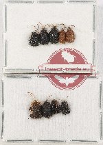 Scientific lot no. 478 Chrysomelidae (Hispinae) (9 pcs)