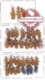 Prionoceridae Scientific lot no. 4 (34 pcs)