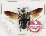 Scoliidae sp. 59