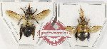 Scientific lot no. 391 Hymenoptera (2 pcs)
