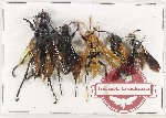 Scientific lot no. 404 Hymenoptera (5 pcs A-, A2)