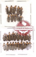 Prionoceridae Scientific lot no. 5 (30 pcs)