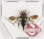 Hymenoptera sp. 30