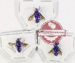 Scientific lot no. 20 Chrysididae (3 pcs A2)