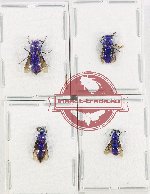 Scientific lot no. 23 Chrysididae (4 pcs)