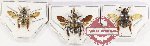 Scientific lot no. 415 Hymenoptera (3 pcs)
