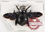 Xylocopa sp. 23