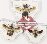 Scientific lot no. 414 Hymenoptera (3 pcs)